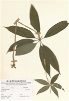 藏品(七葉一枝花)的圖片